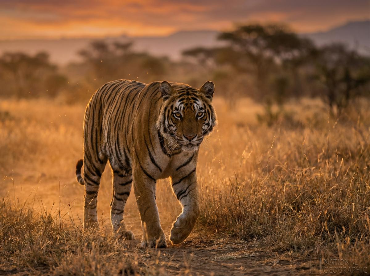 麻豆视频老虎视频